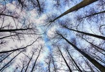 L’hiver, vu par les élèves de la section