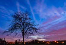 Magie des arbres dénudés