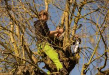 Section sylviculture – ITCF Rance